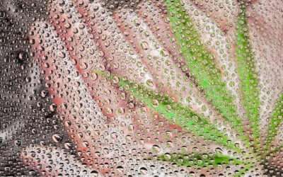 Cannabis Psychrometrics: Critical from Production through Post-Harvest