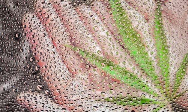 Cannabis Psychrometrics: Critical from Production through Post-Harvest