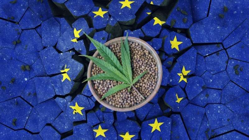 Cannabistech_CBD_Novel_Food.jpg