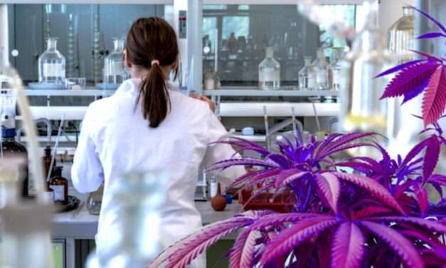 Cannabis Researchers: The Scientists Paving the Way for the Future of Medicine