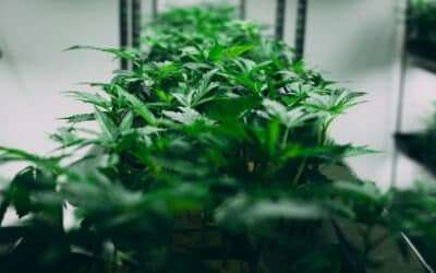 The Delicate & Amazing Art of Cloning Cannabis Plants
