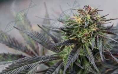 Mutations for Good or Evil? Defining Cannabis Clone Genetic Drift