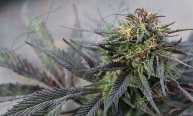 Mutations for Good or Evil? Defining Cannabis Clone Genetic Drift