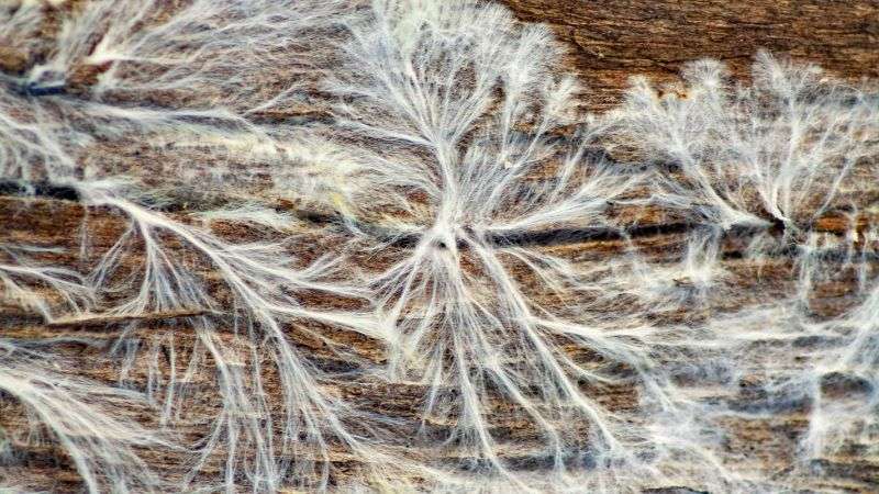 mycorrhizal fungi for cannabis