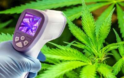 Handheld Spectrometry: Exciting Future of Cannabis Cultivar Categorization