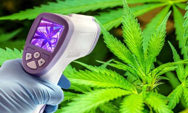 Handheld Spectrometry: Exciting Future of Cannabis Cultivar Categorization
