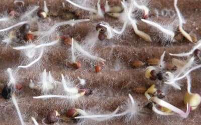 Mycorrhizal Fungi For Cannabis Cultivation: A Powerful Secret
