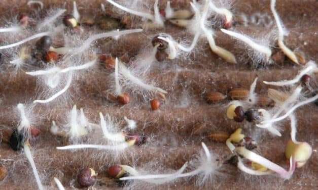 Mycorrhizal Fungi For Cannabis Cultivation: A Powerful Secret