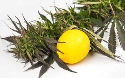 Terpenes – Hemp or Cannabis?