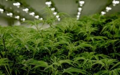 Challenging Nuances in Calculating Cannabis Yields for Cannabis Extracts
