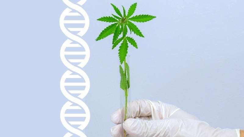gmos in cannabis cultivation