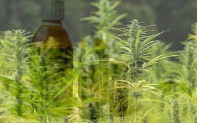 Scaling Up: A Dynamic List – 6 Commercial Hemp Oil Extraction Machines