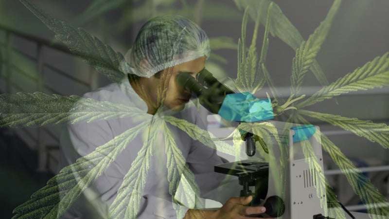 research cannabis customer base