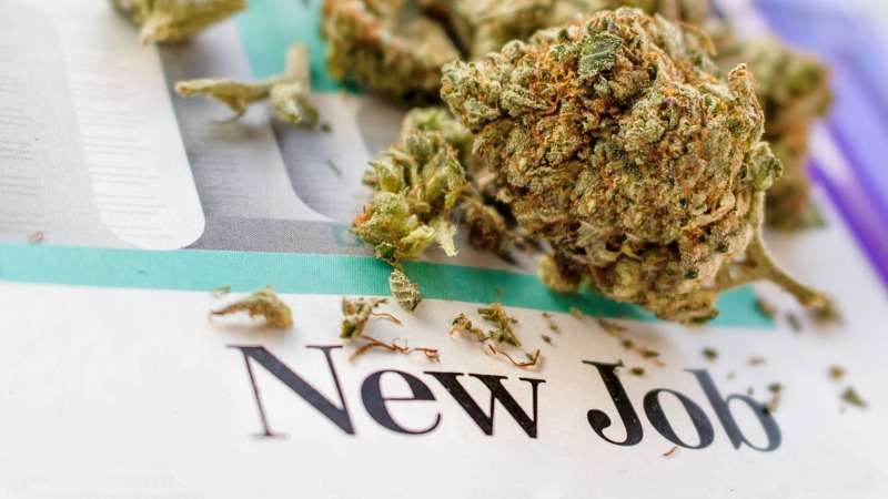 jobs in cannabis
