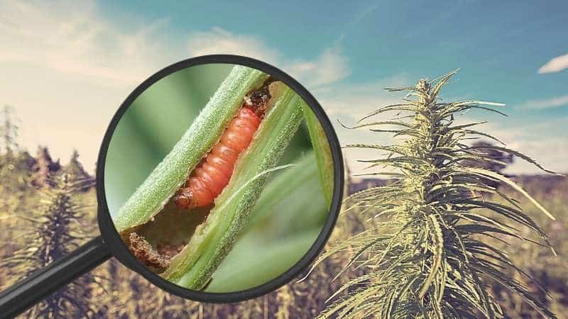 Natural Solutions to the Hemp Borer Problem