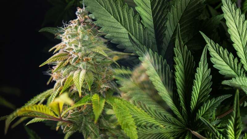 Cornbread Hemp Sets the Record Straight on Whole Plant vs. Flower Only Hemp Processing