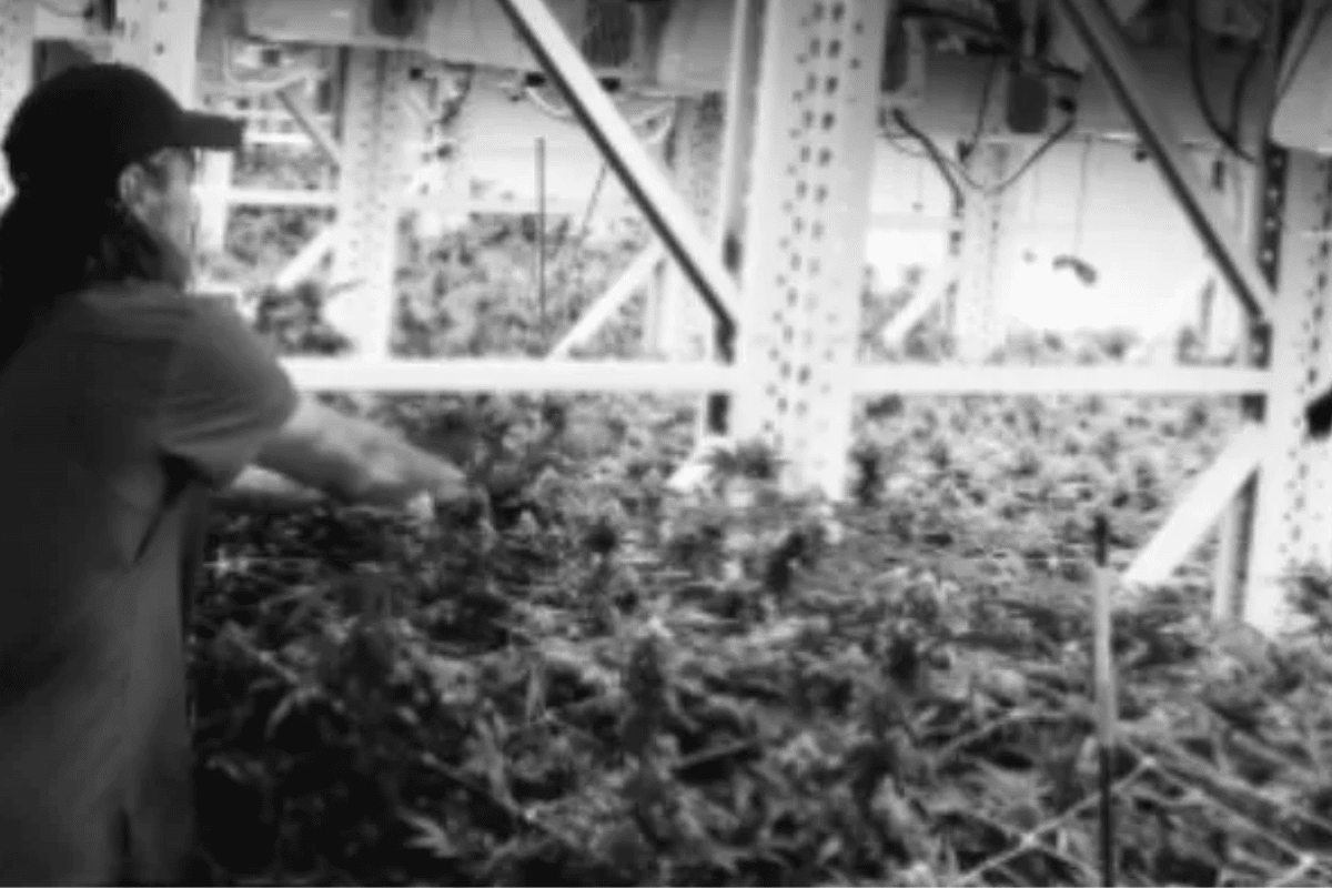 Cannabis Consulting – American Cannabis Company discusses a new, more hands-on approach