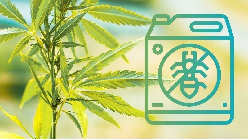 The Best Non-Pesticide Cannabis Pest Solutions