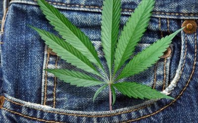 3 Innovative Post-Harvest Hemp Processing Techniques