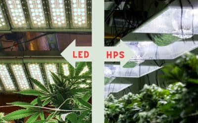Efficient LEDs Set to Outpace HPS on Nearly Every Front