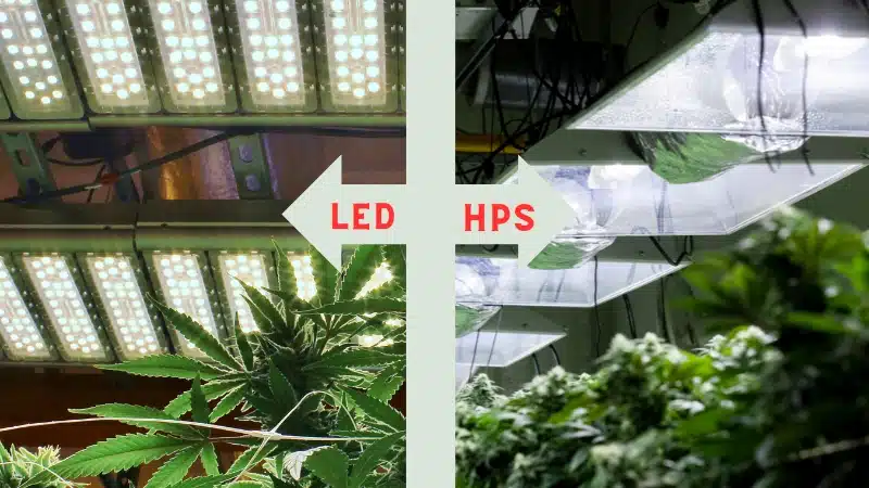 LEDs