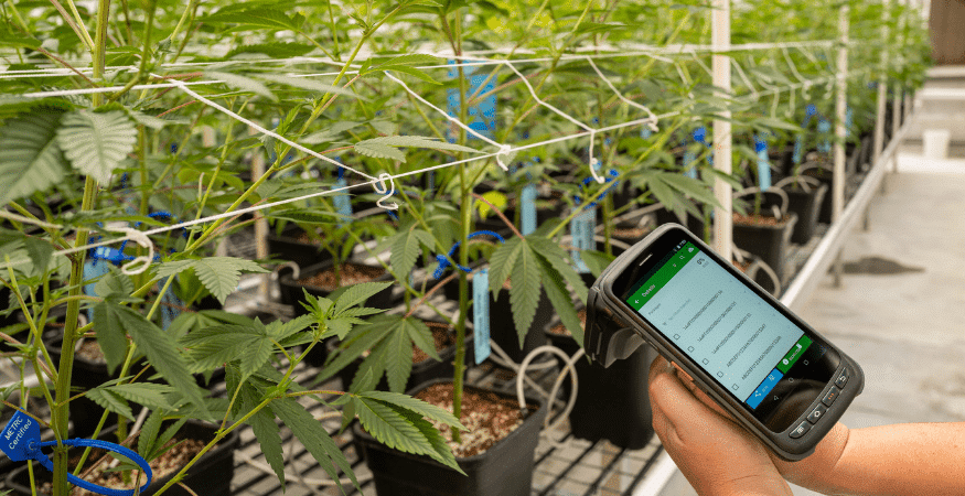 Emerging Cannabis Track-and-Trace Technology