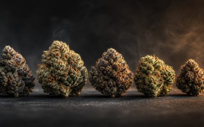 Understanding the 4-Tier Cannabis Grading System for Quality