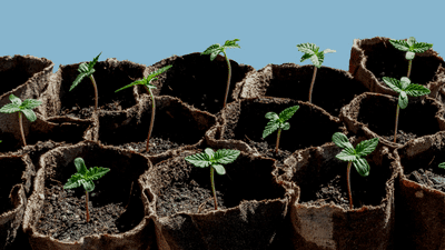 industrial hemp