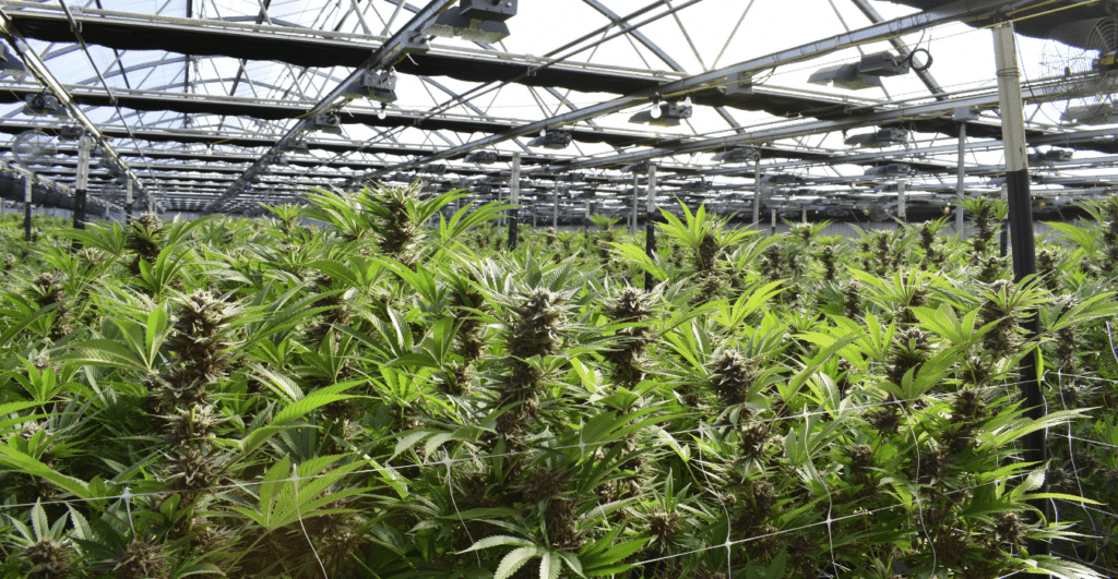 American Cannabis Company store slider cultivation, cannabis cultivator