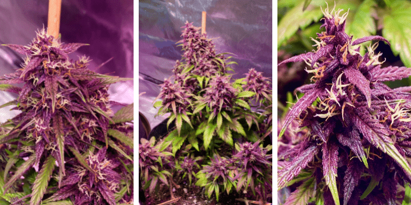 small grow tent, black strap cannabis