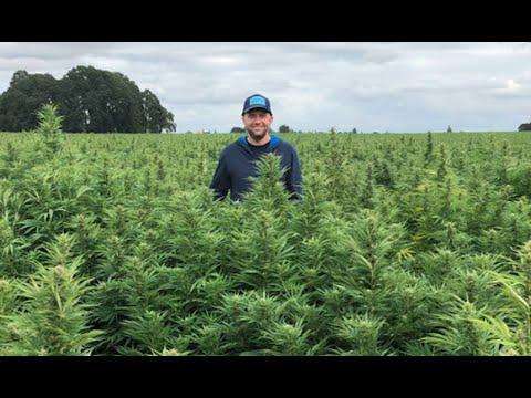 a farmer in a field of hemp 