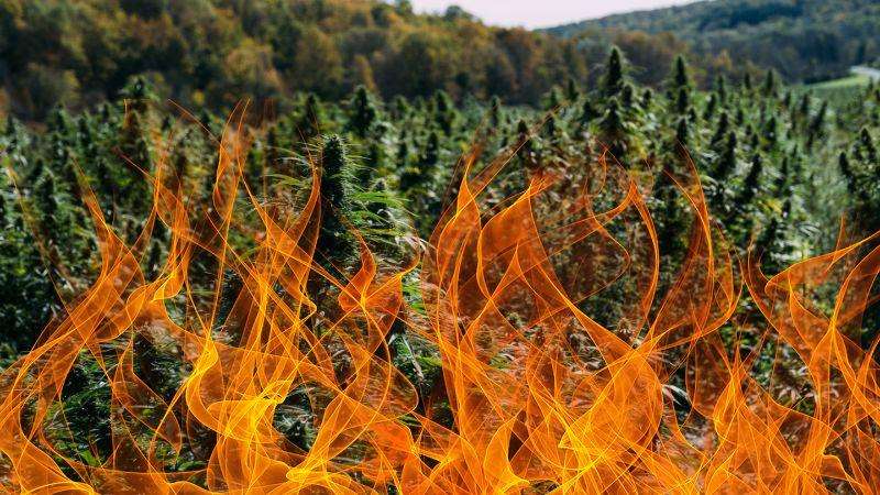 BigMike Straumeitis, cannabis fire