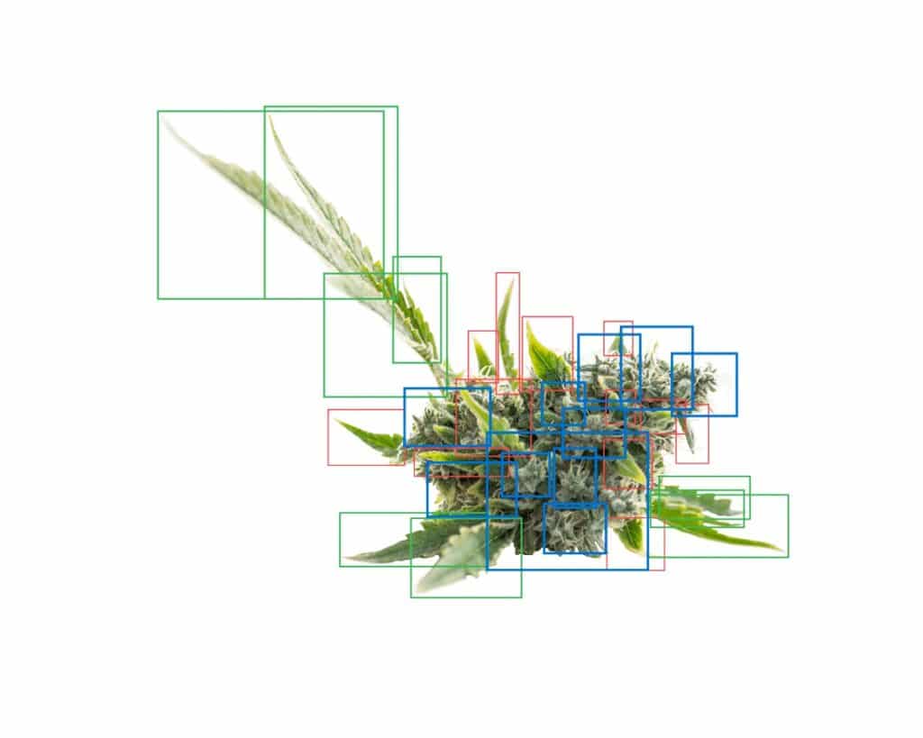 Intelligent Automation for Consistent Cannabis