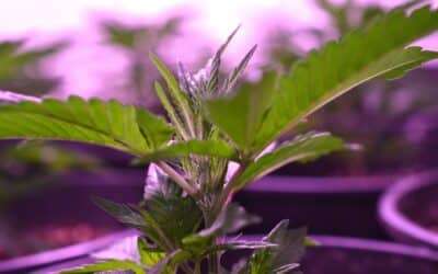 Set Up an Indoor Grow Tent Kit: A Beginners Guide to Getting Started