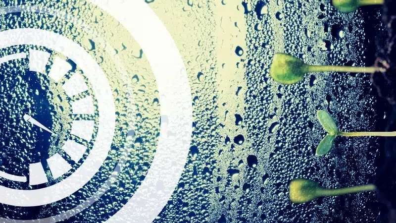 Controlling Humidity in Indoor Cannabis Grows: Importance, Challenges, and Solutions
