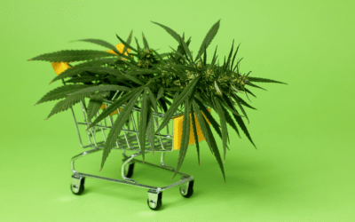 New BDSA Cannabis Data Unveils Shifting Trends in the U.S. Legal Market for 2024