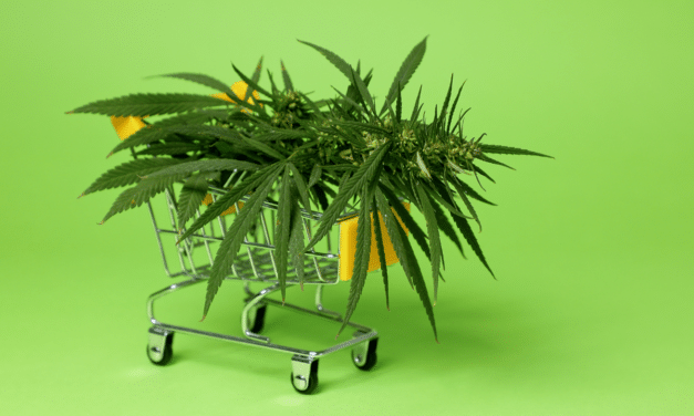 New BDSA Cannabis Data Unveils Shifting Trends in the U.S. Legal Market for 2024