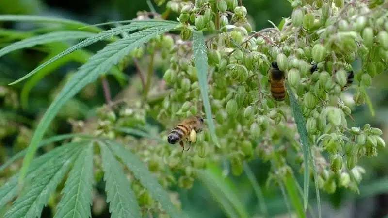 The Sustainable Advantage of Outdoor Cannabis Cultivation