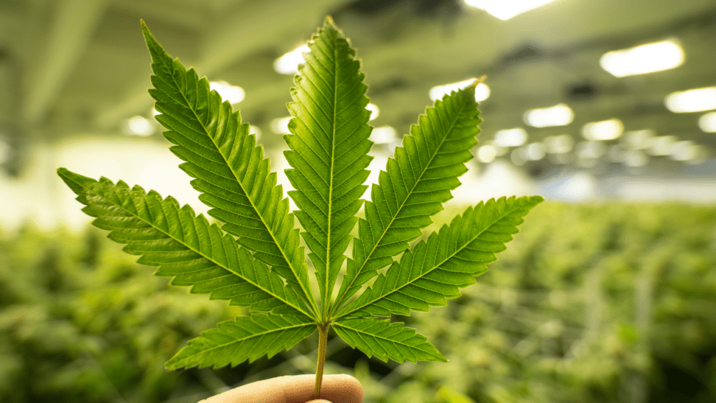 cannabis tech coast-to-coast