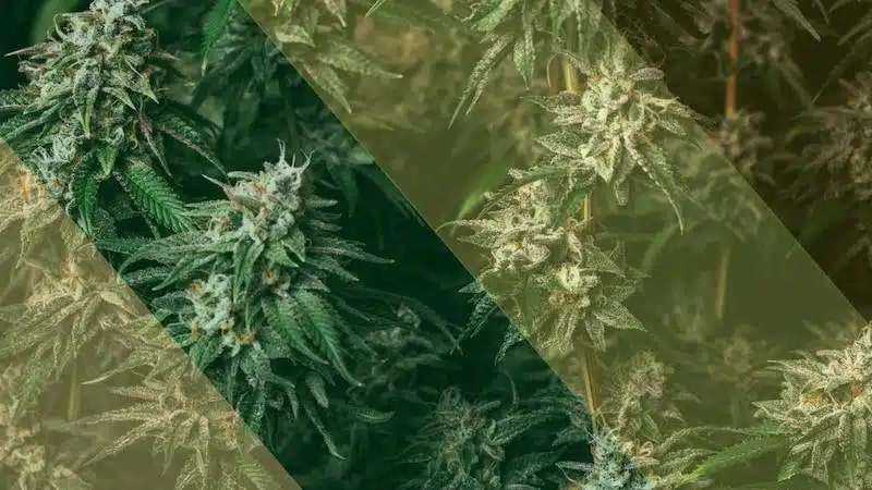 cannabis cultivation
