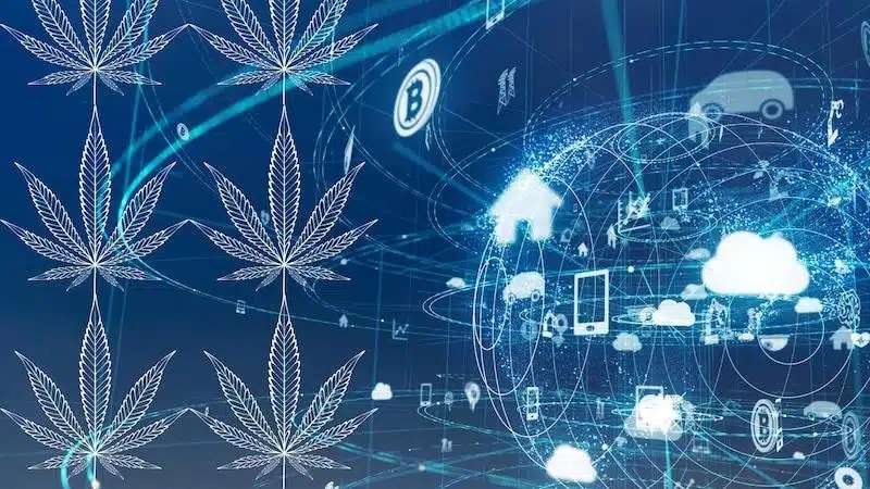 Cannabis Cultivation