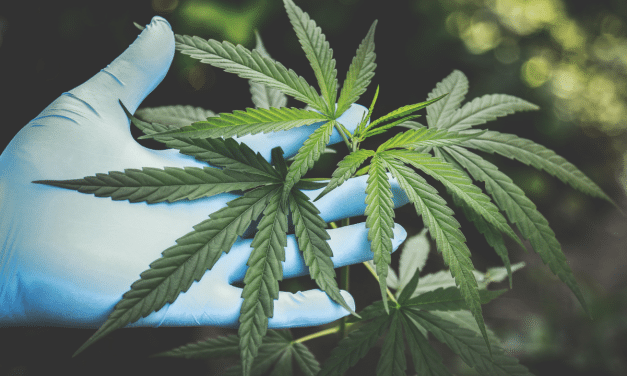 Clean Hands, Clean Crop: Prioritizing Good Hygiene & Personnel Compliance in Cannabis Facilities