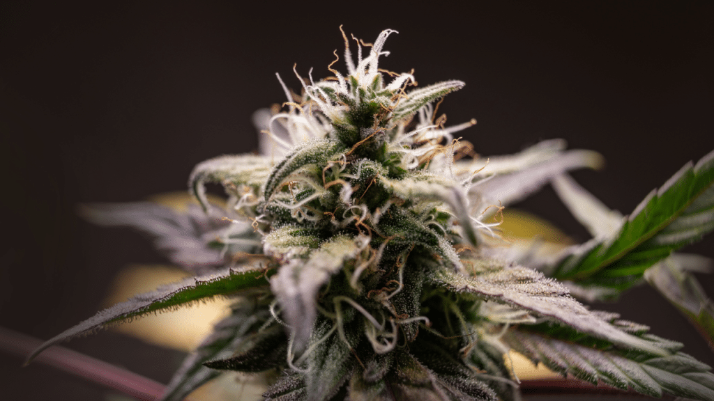 triploid cannabis, cannabis triploids