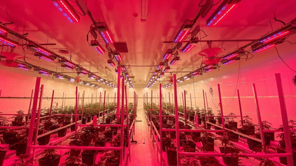 Sollum lighting at cheers cannabis, red cannabis