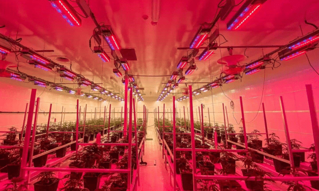 Cheers Cannabis Sets Themselves Apart Using Sollum’s Lighting Solution