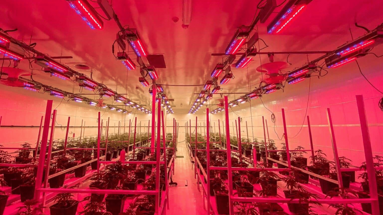 Sollum lighting at cheers cannabis, red cannabis