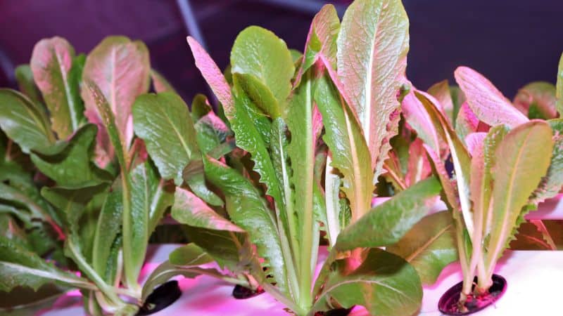 lettuce grown aeroponically
