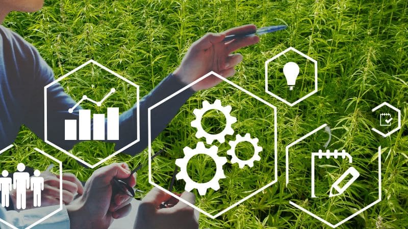 Hemp Fiber & Hurd Supply Chain