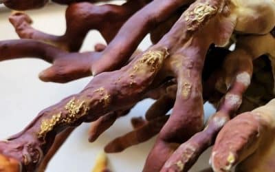 Unlock the Mystery: Reishi Mushrooms for Wellness