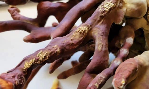 Unlock the Mystery: Reishi Mushrooms for Wellness